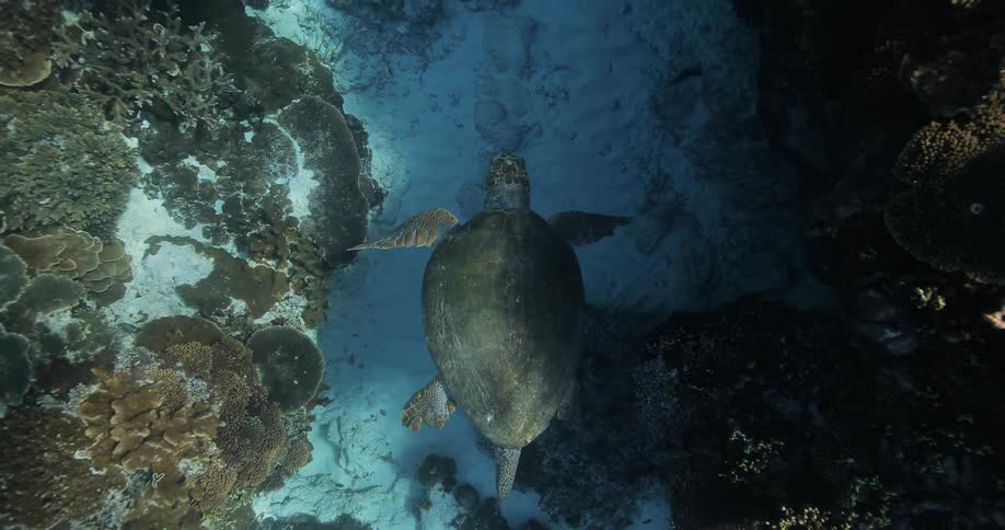 A sea turtle swims underwater