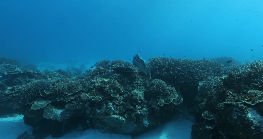 Fish swim around an ocean reef