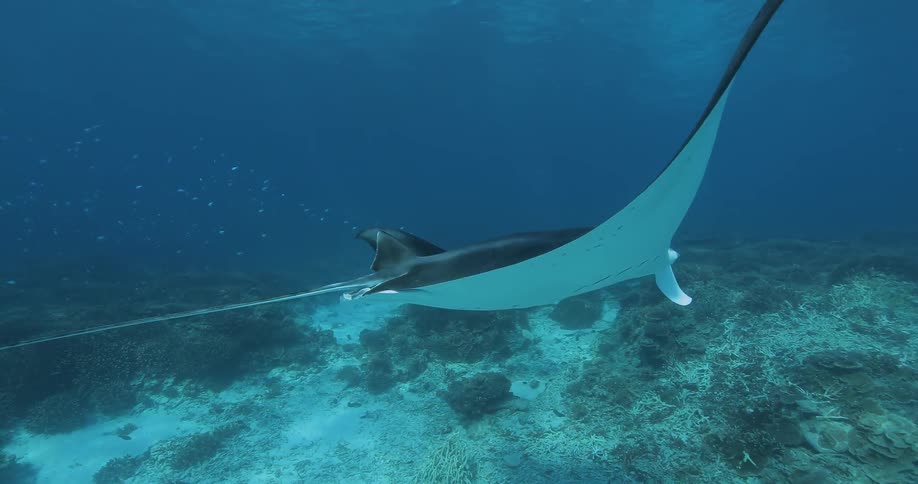 A manta is swimming underwater as a diver takes photos