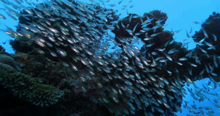 Underwater Photographers In The Ocean