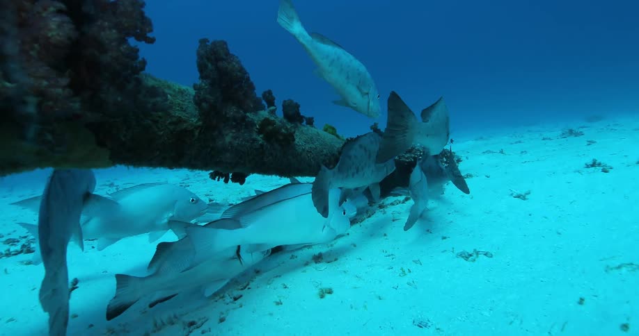 Underwater Photographers In The Ocean