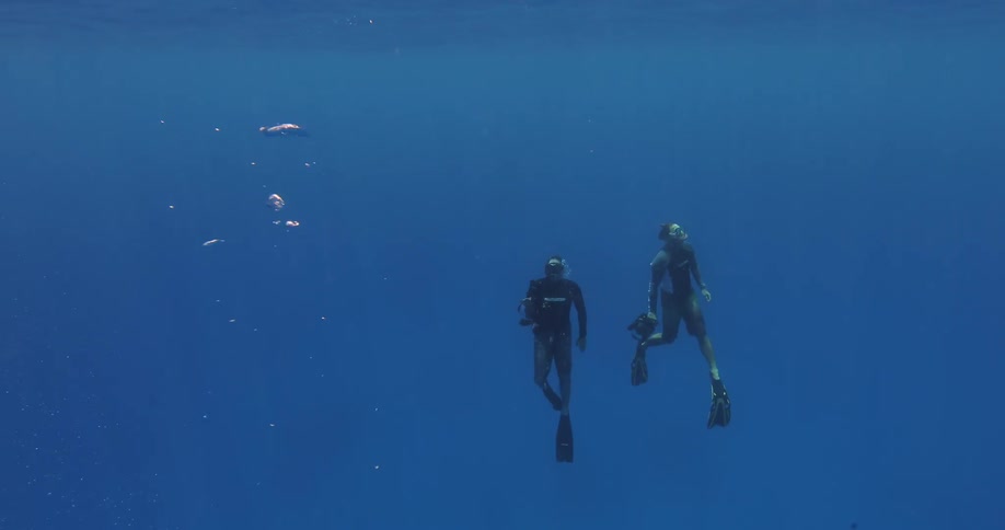 Divers swim upwards towards the ocean surface