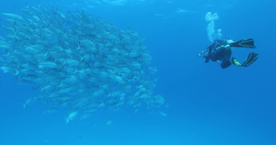 Underwater Photographers In The Ocean