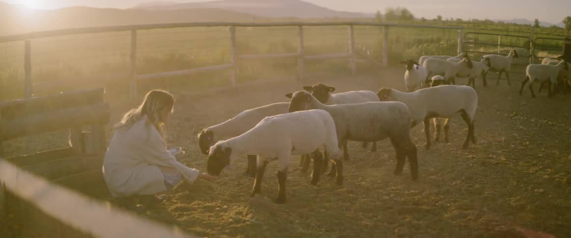A woman squatting down feeding sheep in a pen