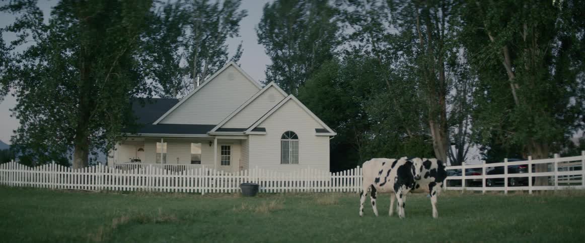 Two cows stand together in pasture near farmhouse