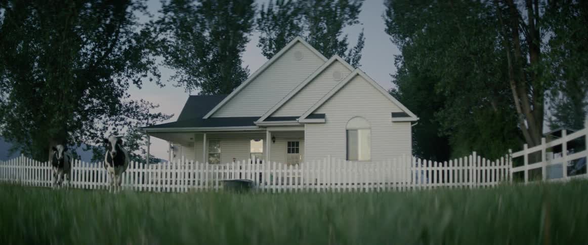 Two dairy cows hanging out in front of a farmhouse with white picket fence