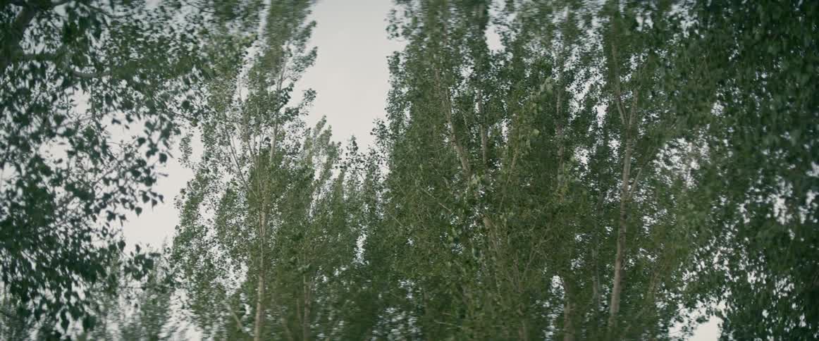 The tops of trees blowing in the wind