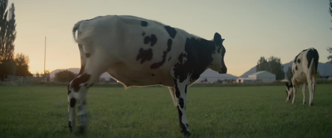 Cow being playful then joining other cow on a pasture in the country