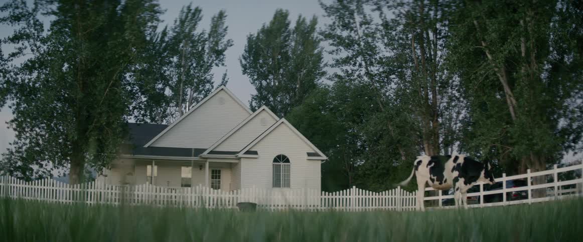 The cow grazes near the white picket fence