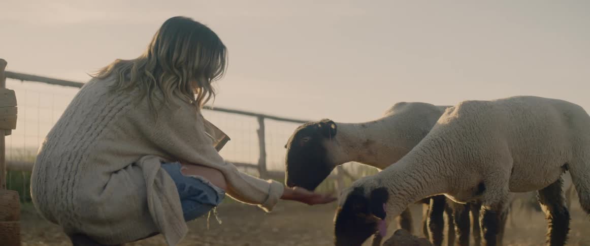 A woman feeds sheep out of the palm of her hand