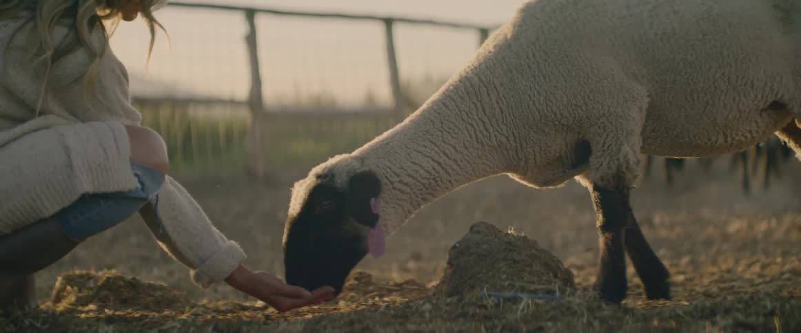 A sheep eats out of a womans hand