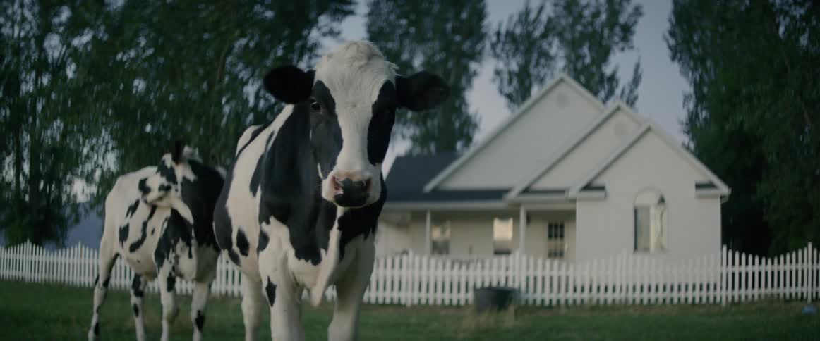 Cows graze in a field in front of a white house