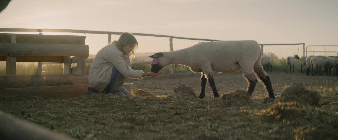 Woman crouches down in pasture to feed sheep