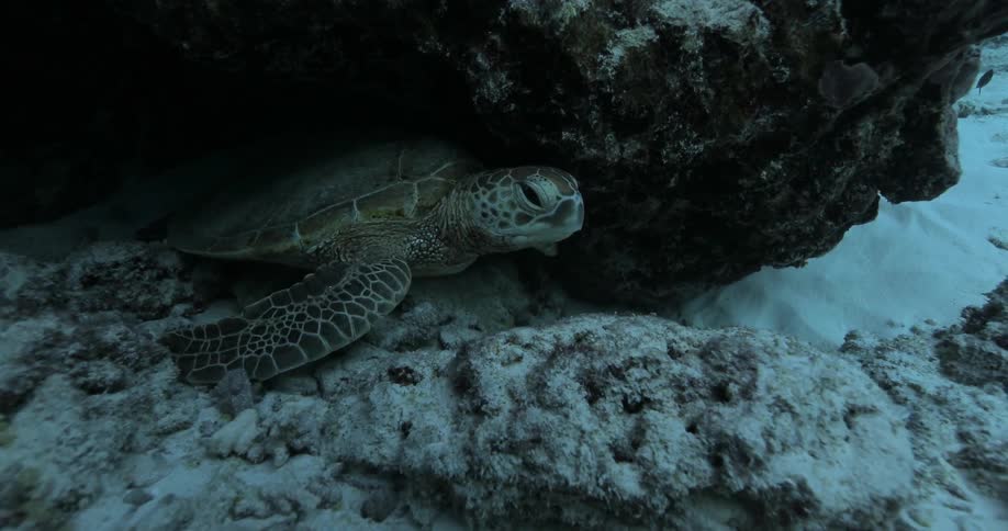 A turtle in a reef in the ocean