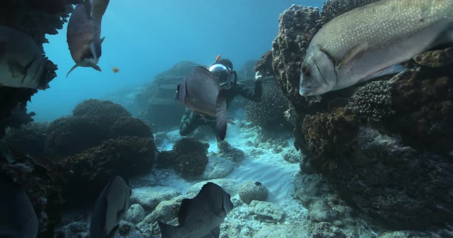 A scuba diver watches a school of fish