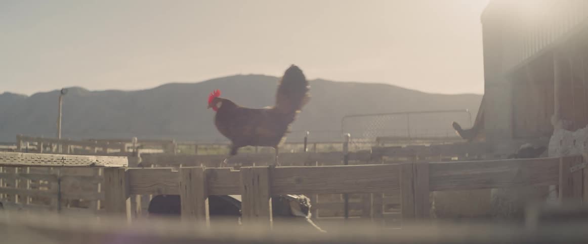 Rooster walking over fence at sunset