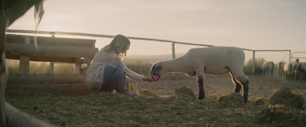 A woman feeds a sheep
