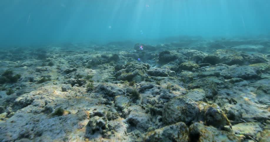 Swimming over rocks in very clear water