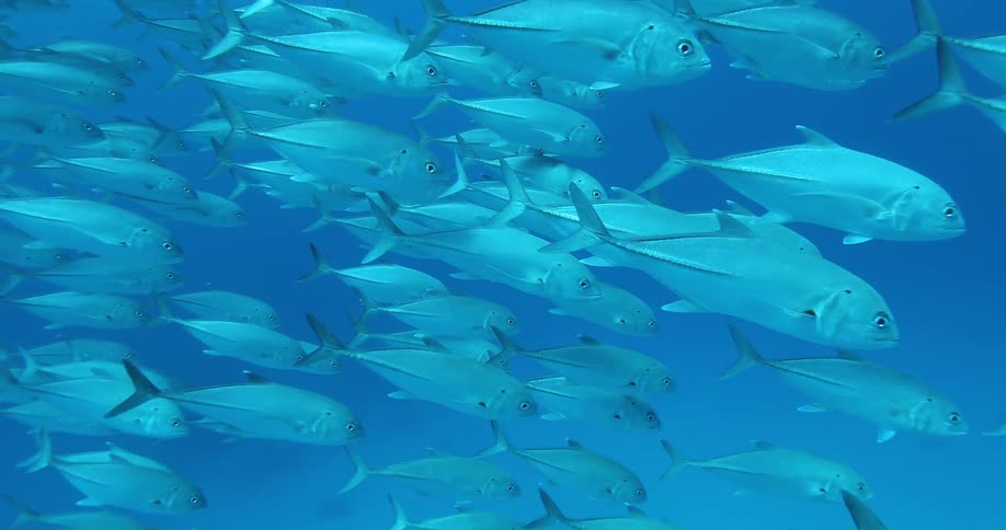 A school of fish in the ocean