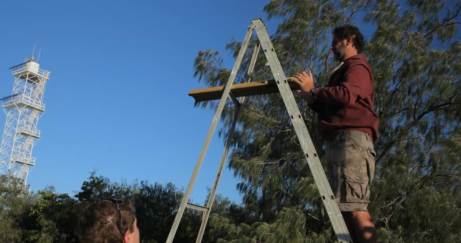 A man hands a man on a ladder a piece of wood