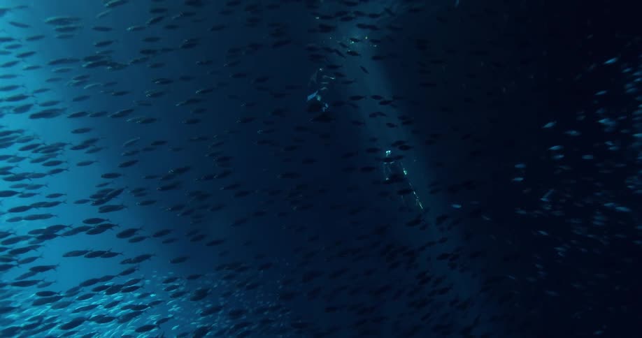 Divers are swimming underwater with many fish swimming away