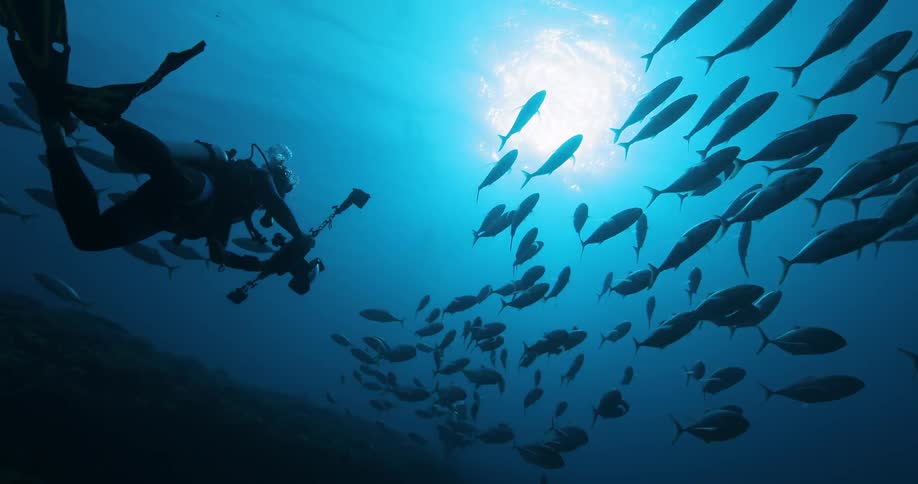 Man with underwater camera shoots school of fish
