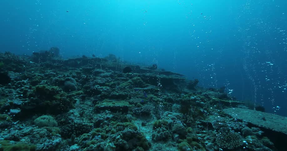 Bubbles come off of an underwater plant while fish swim around