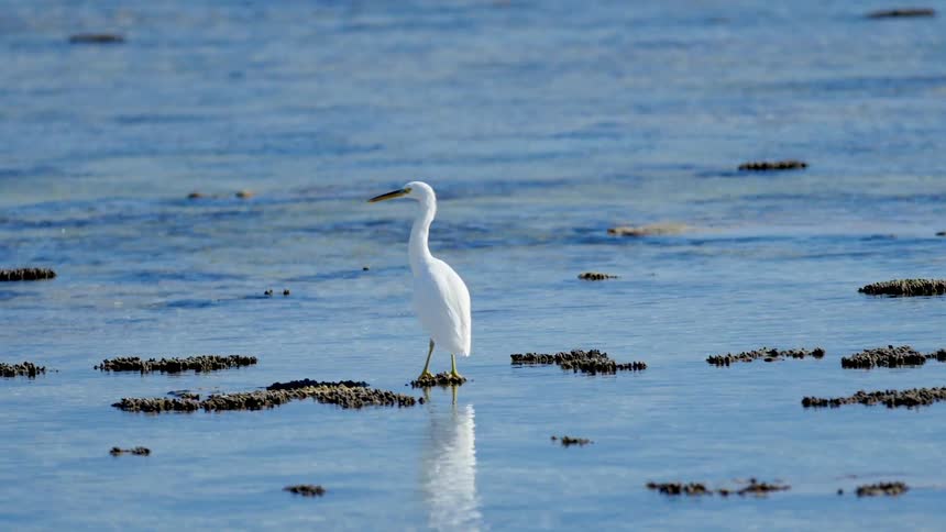 A bird stands in shallow water