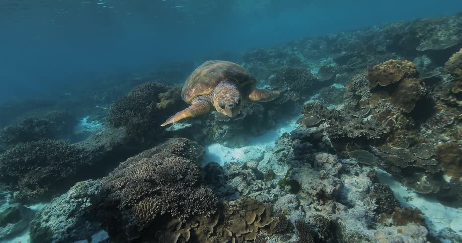 Underwater Photographers In The Ocean
