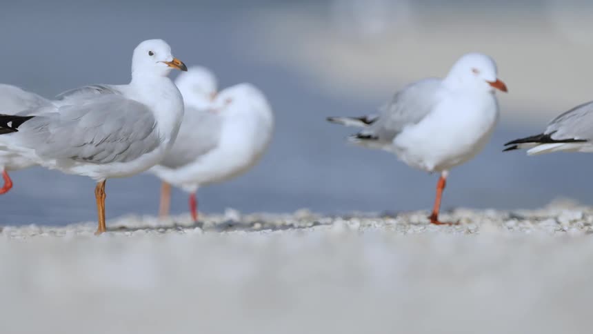 Seagulls standing on a sandy beach