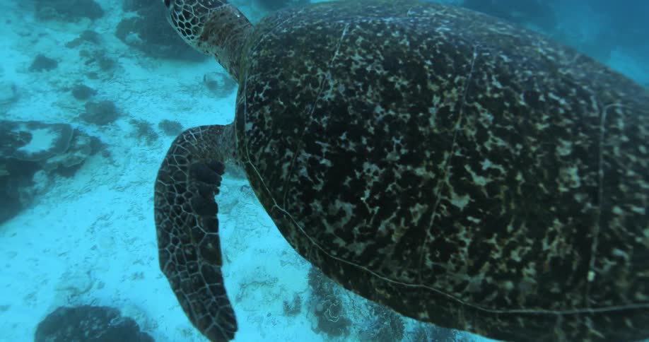 A turtle swims in the ocean