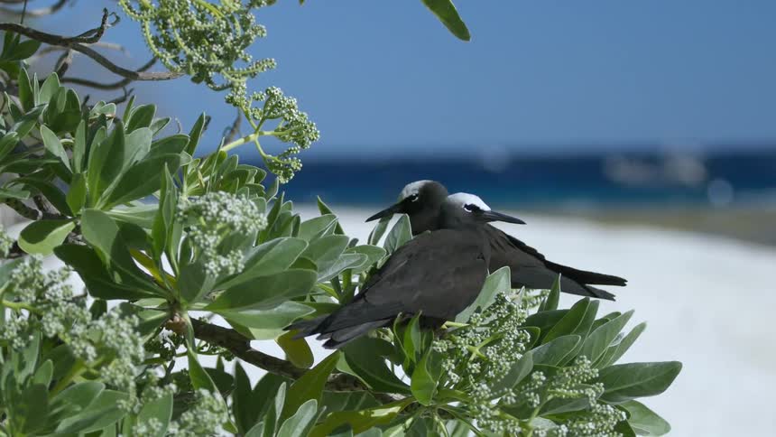 A close view of two black birds with white crowns that are perched on the branch of a bush at a beach