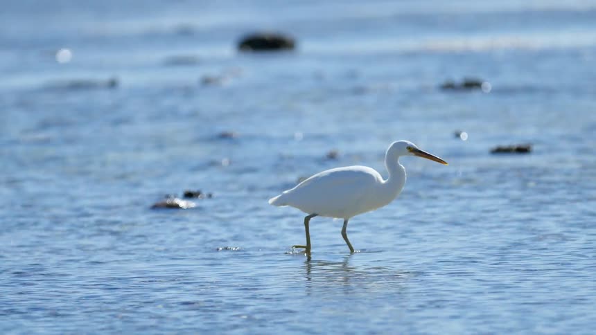 Bird steps through sparkling shallow water