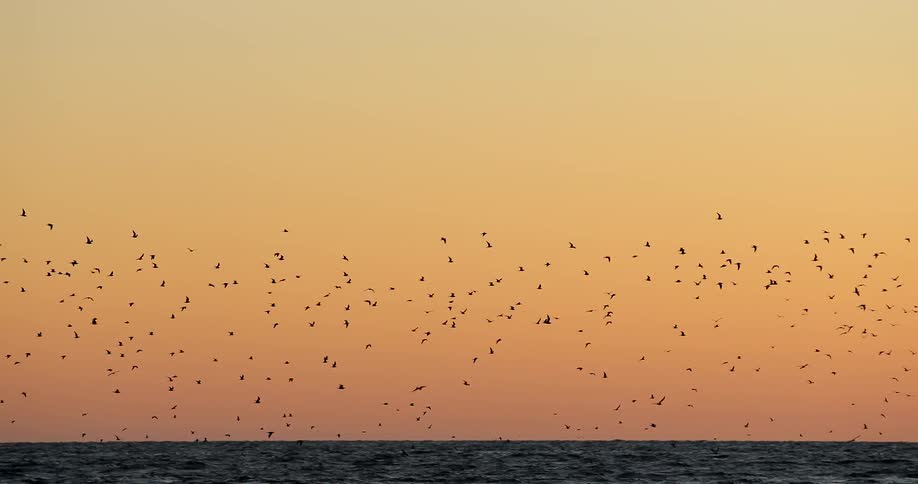 Birds are flying low over the water at sunset