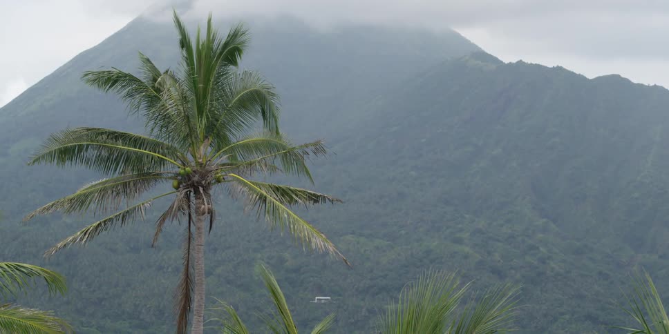 A palm tree sways in the breeze