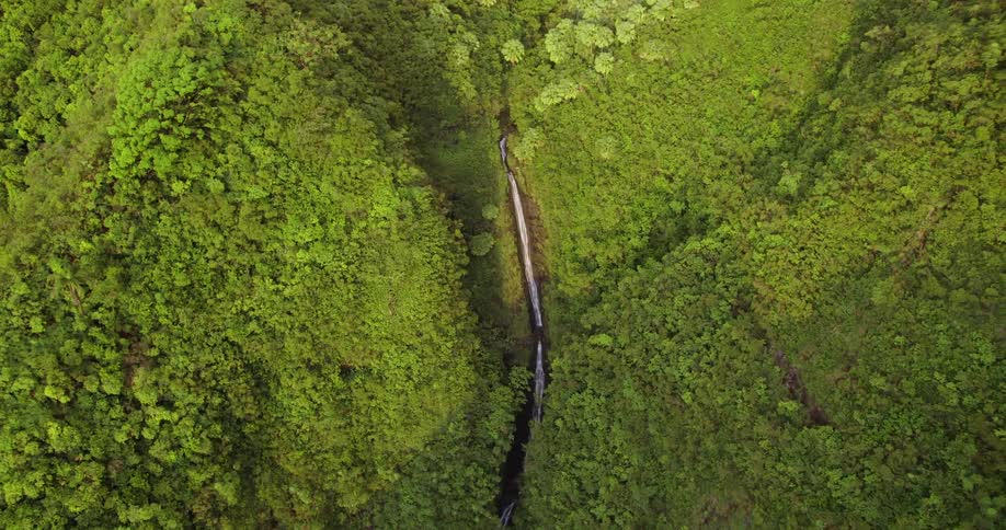 A river between a canyon covered with plants and trees