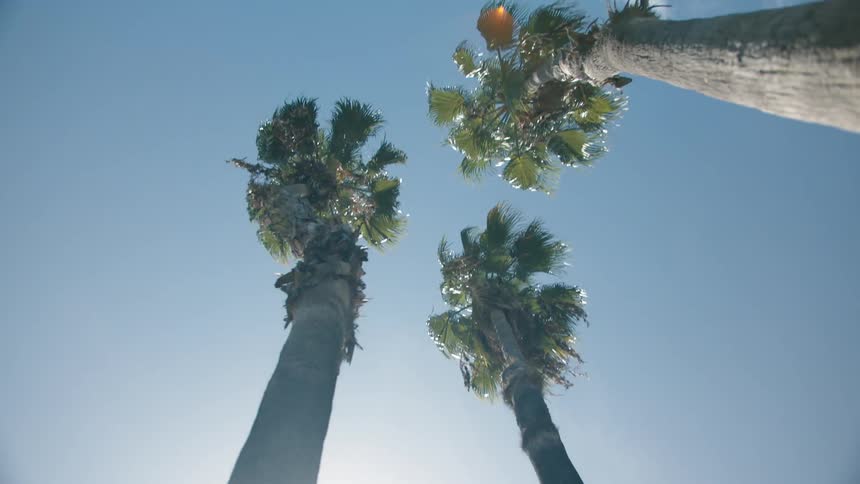 Palm trees on a bright sunny day