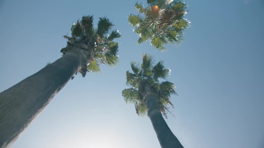 A trio of trees standing together on a sunny day