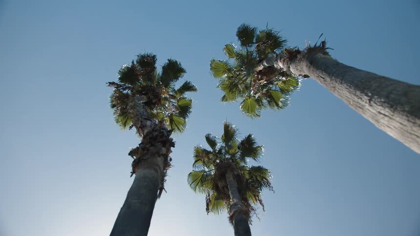 Trees covered in leaves are displayed on a sunny day