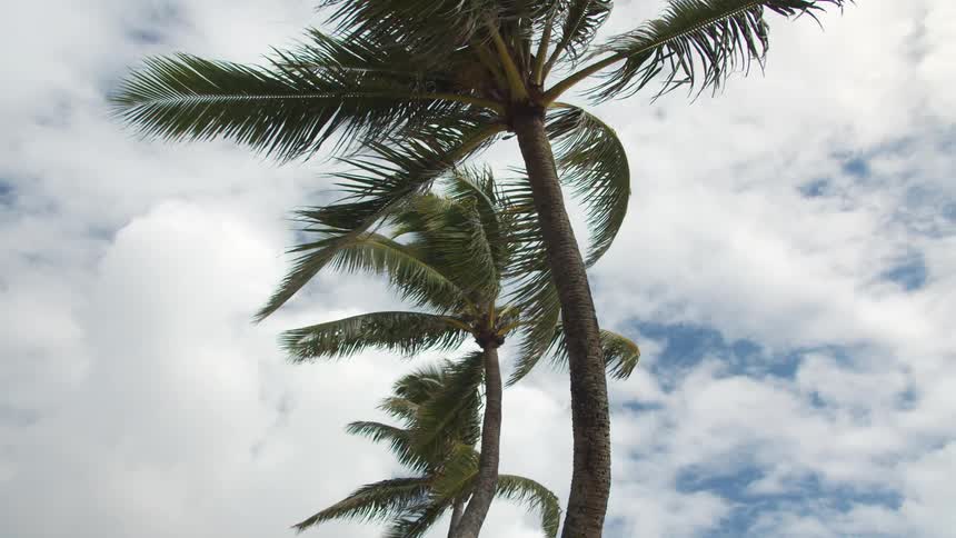 Palm trees waving in the wind on a tropical beach