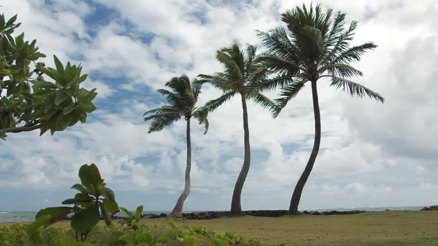 Palm trees in light breeze along coast