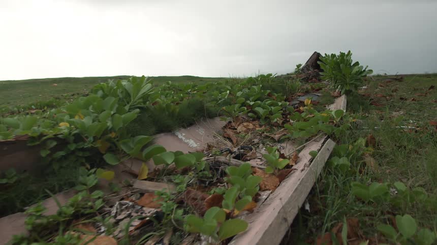 Old wooden fishing boat overtaken by vegetation in field