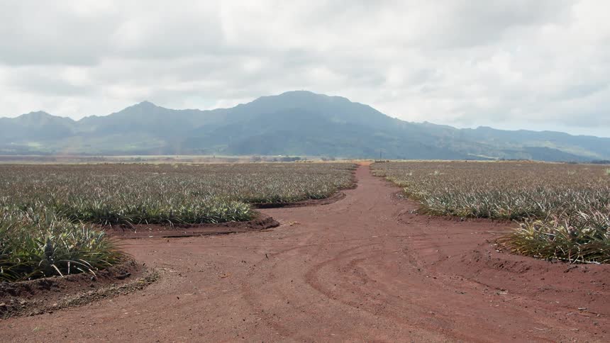 A field with plants growing in it