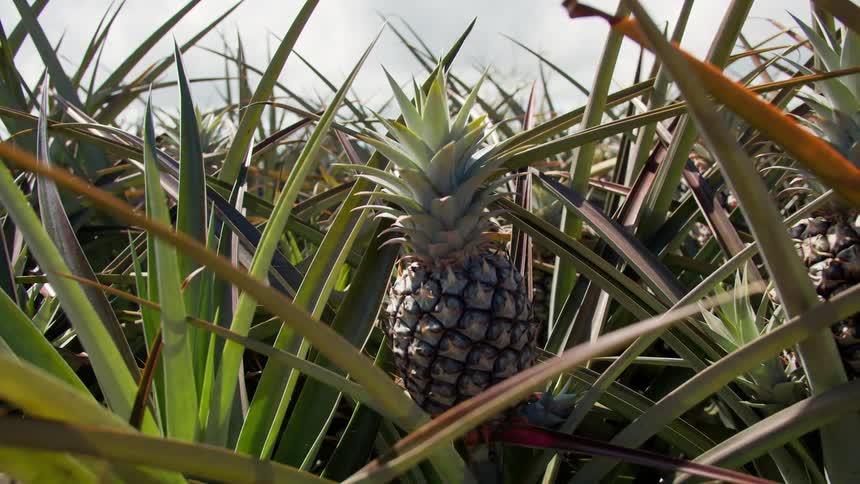 The farm has a full size pineapple sitting in the leaves
