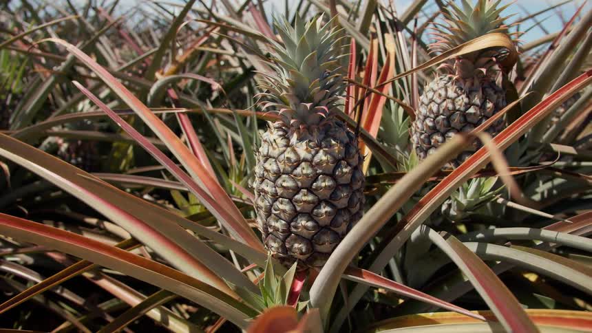 Pineapple plants with fresh fruit ready for harvest on a sunny day