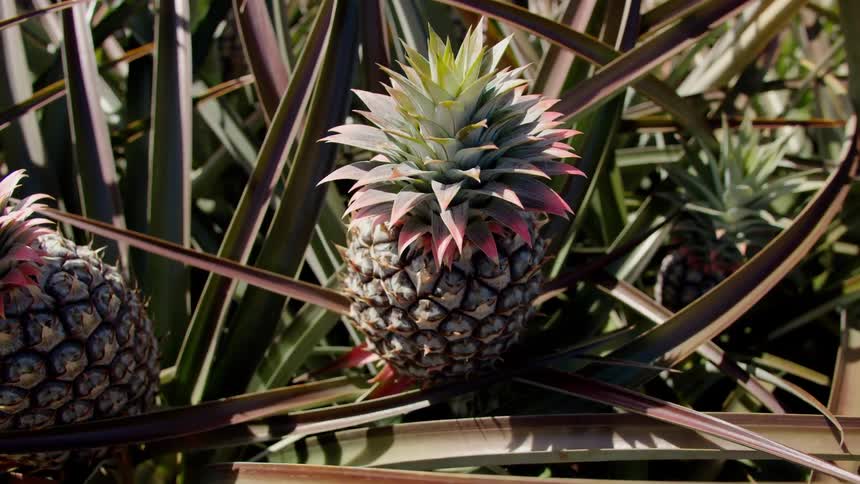 Pineapple plants with ripening pineapples