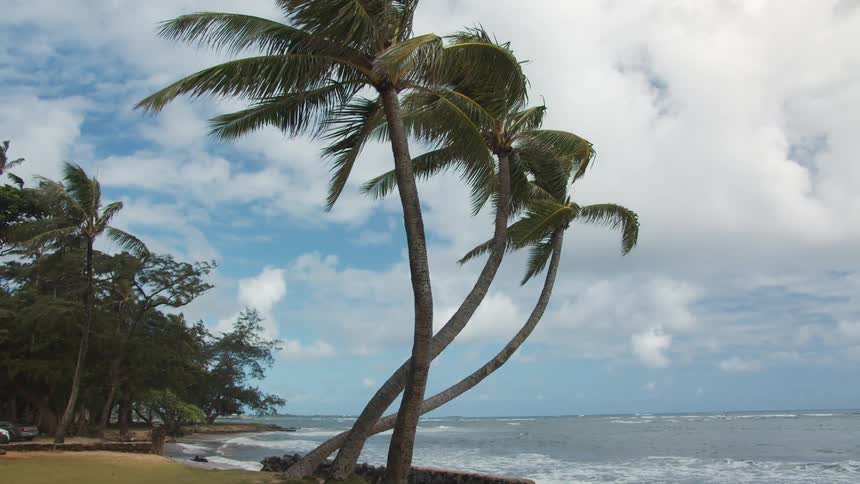 Palm trees on the shores of a tropical beach