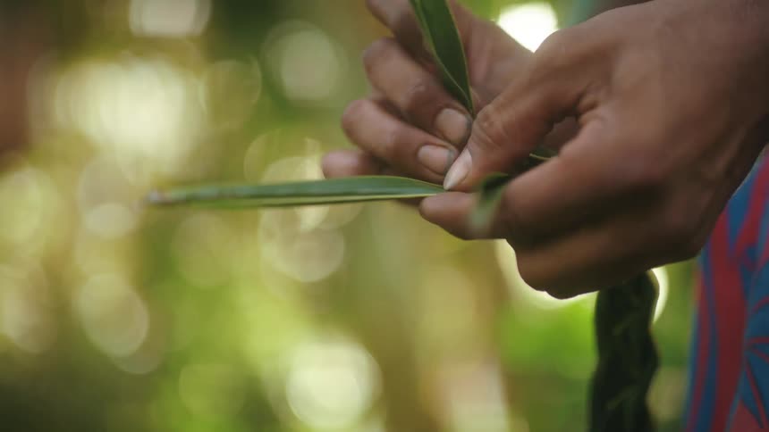 A man is tying leaves together in a strand