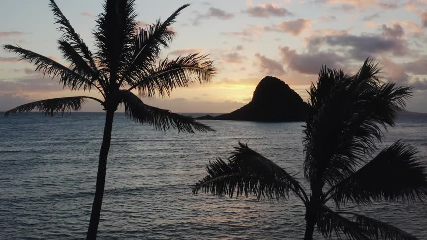 Silhouette of palm trees in front of ocean at sunset