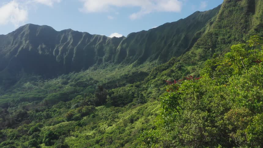 Nature vegetation and trees cover the mountain area